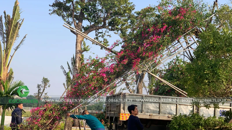 Xu hướng cây cảnh 2026: Khi xanh – tinh tế – bền vững lên ngôi